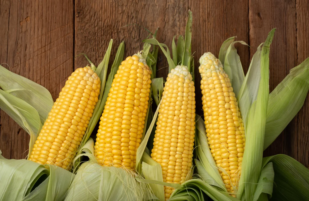 ข้าวโพด