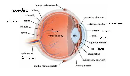 กายวิภาคของตา